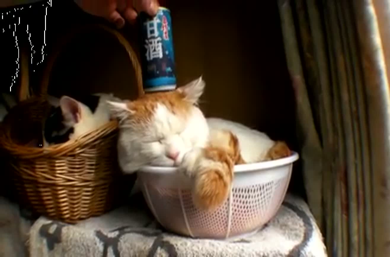 cats in no gravity cats in no gravity