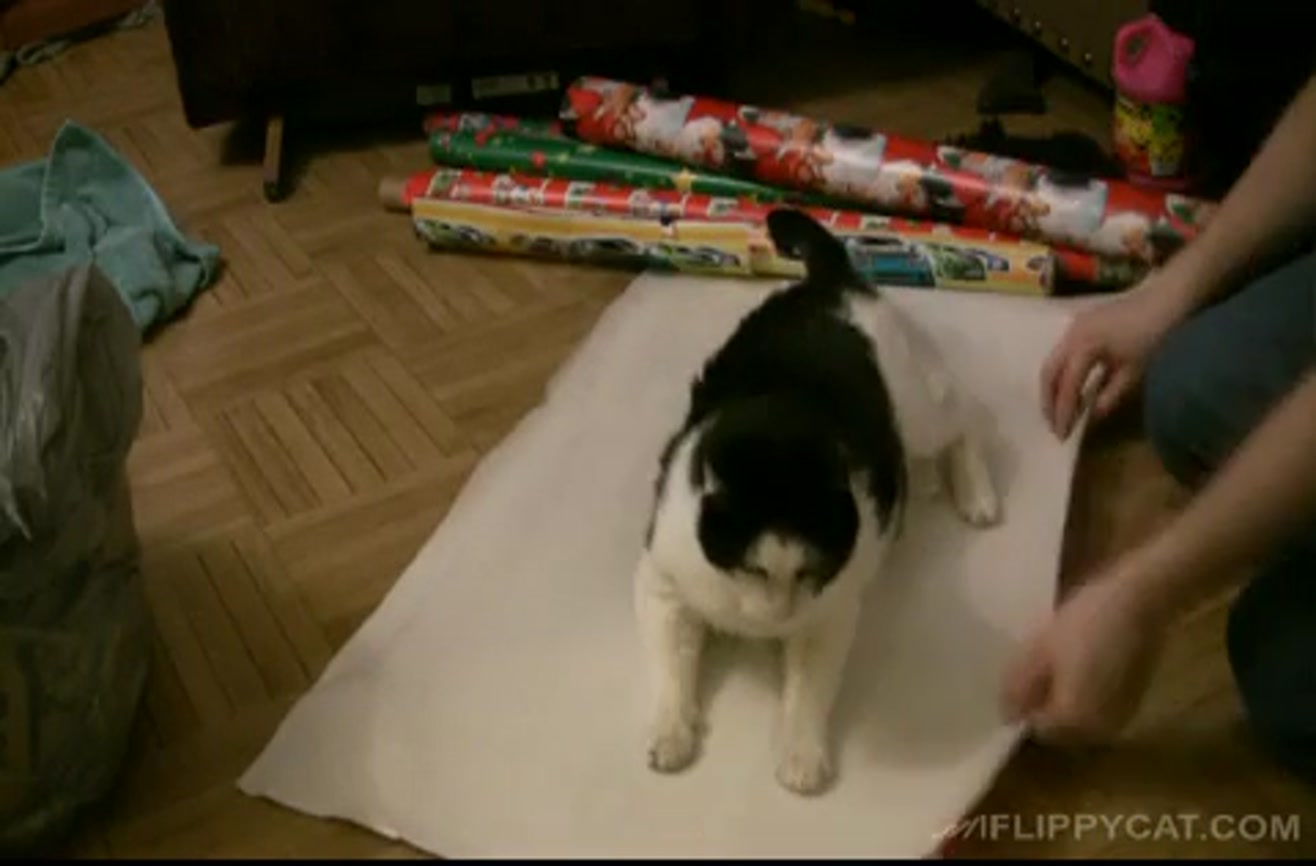 How to wrap a cat for Christmas.