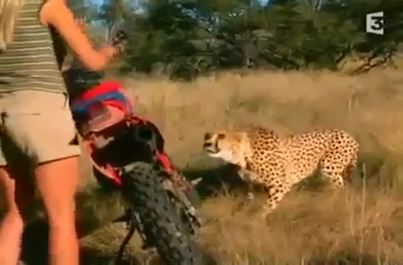 A brave woman has an encounter with wild cheetahs.