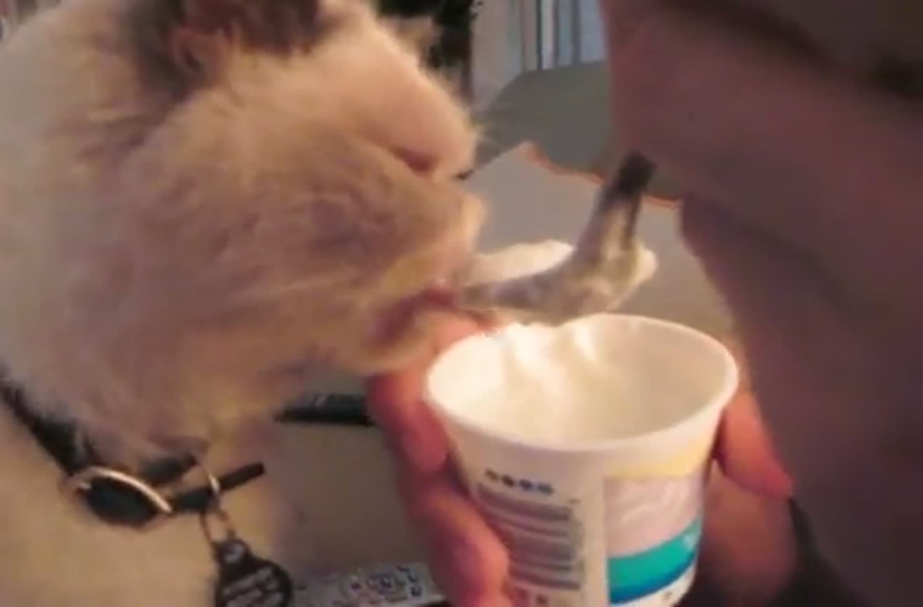 Cat vs. Yogurt.