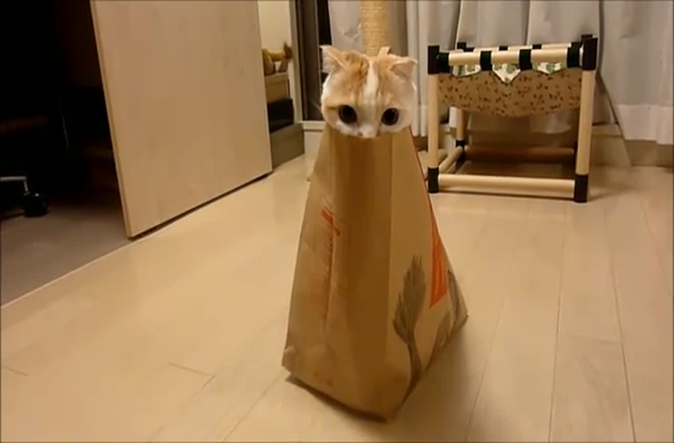 Cat in a bag.