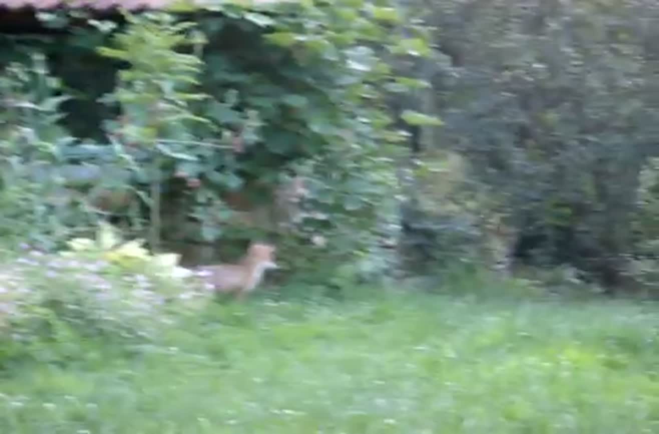 Quick brown fox jumps over lazy dog.