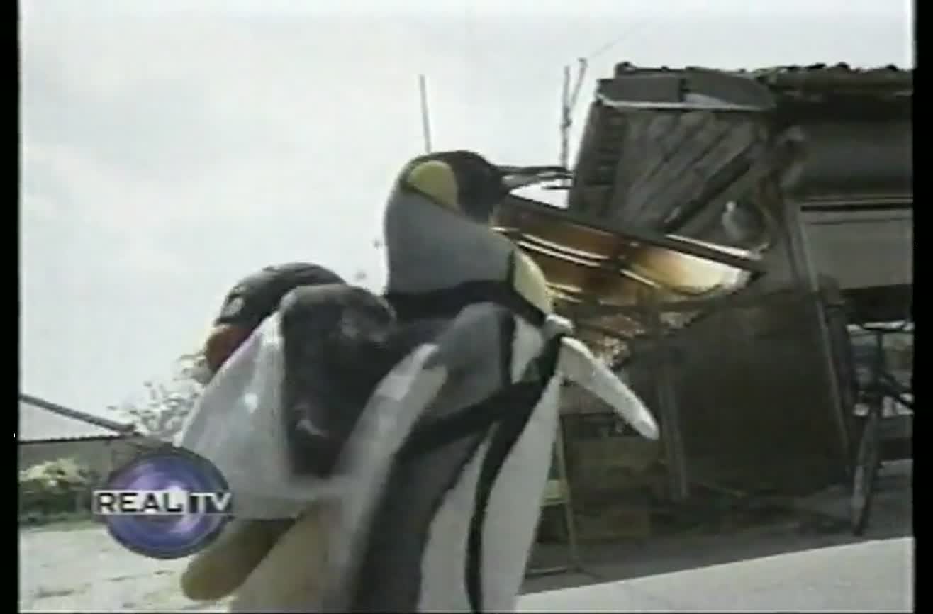 Pet penguin in Japan.