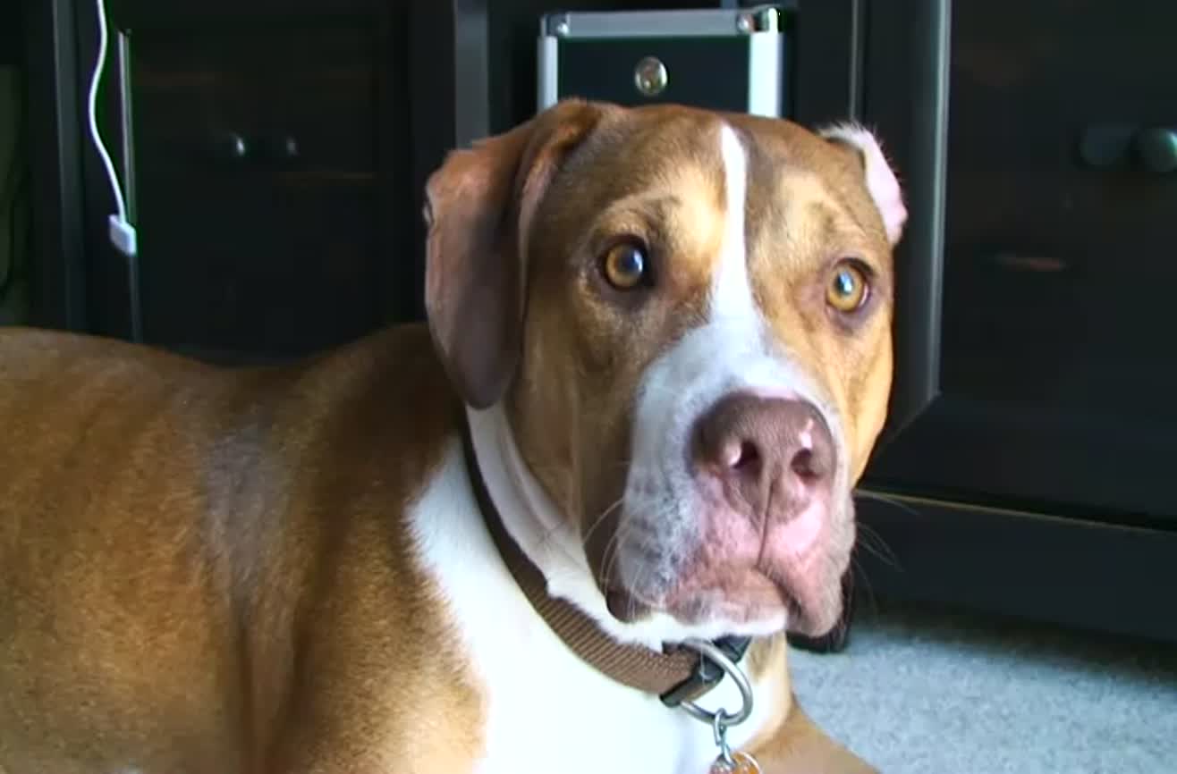 A cat does not like to be touched by a dog.