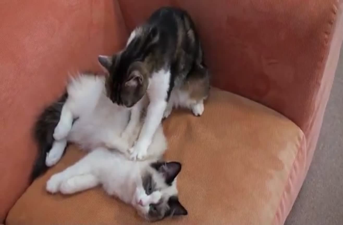 Kitty massage.