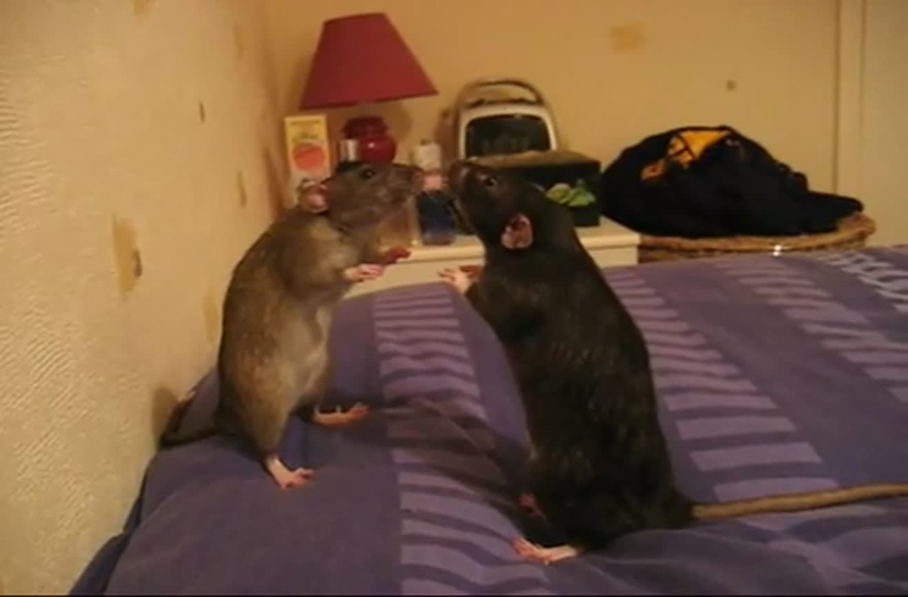 Rats Having A Staring Contest