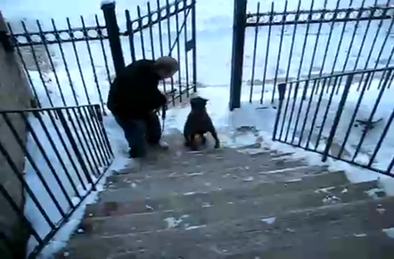 Most talented dog ever.