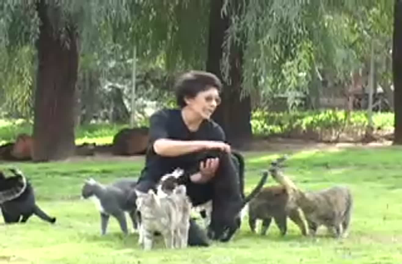 cat-sanctuary
