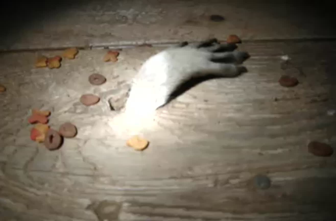 raccoon