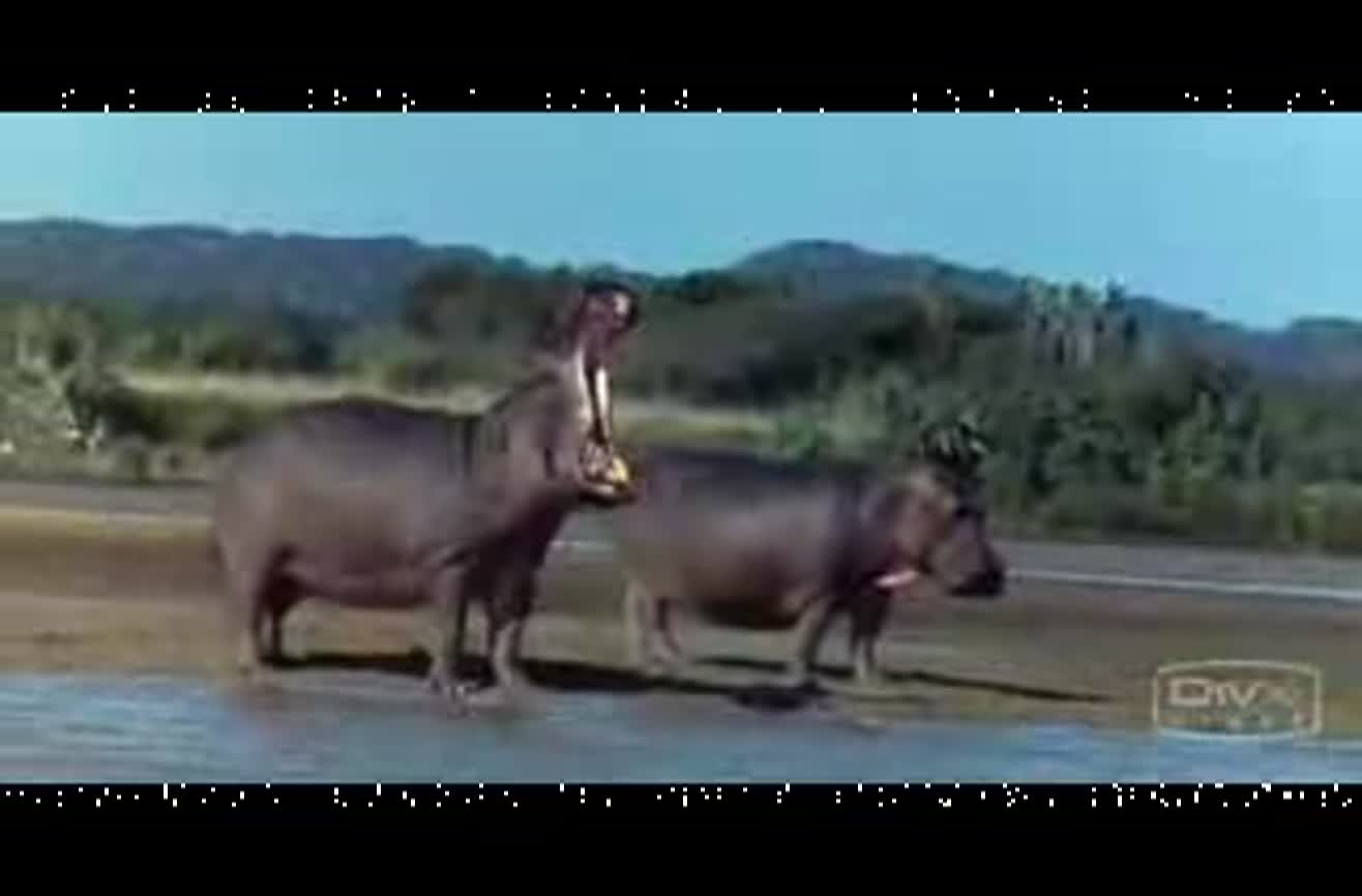 Intoxicated animals.