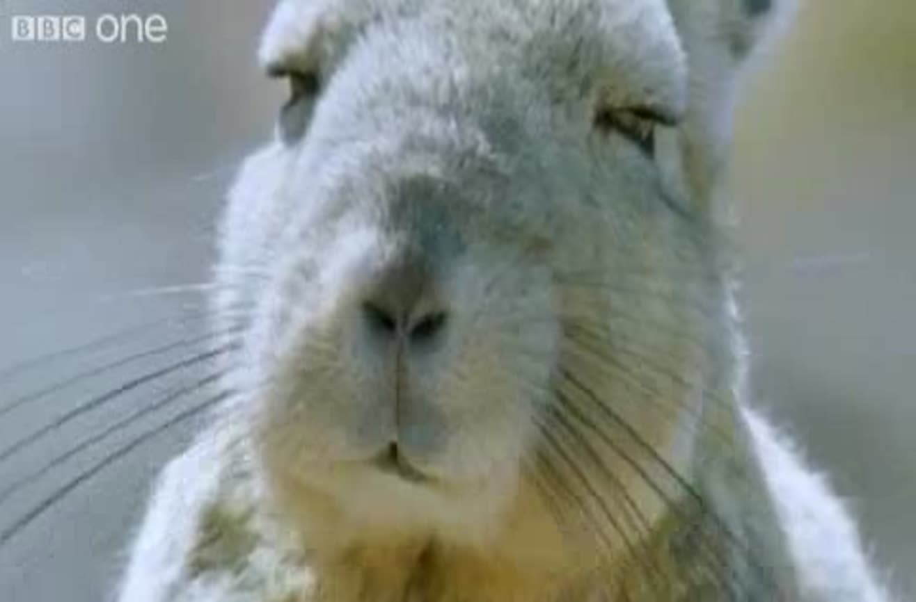 Funny talking animals. Funny talking animals.