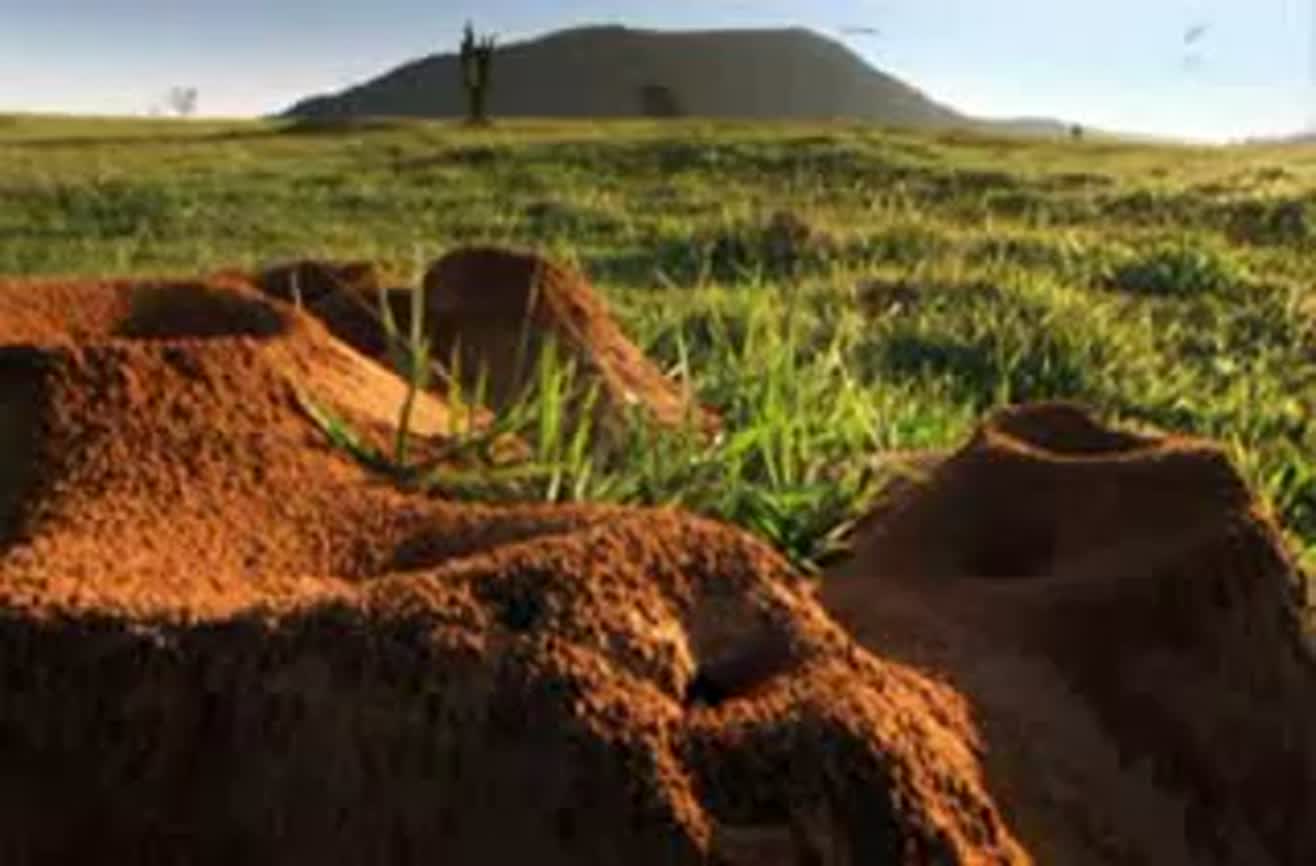Giant excavated ant colony reveals marvellous wonder.