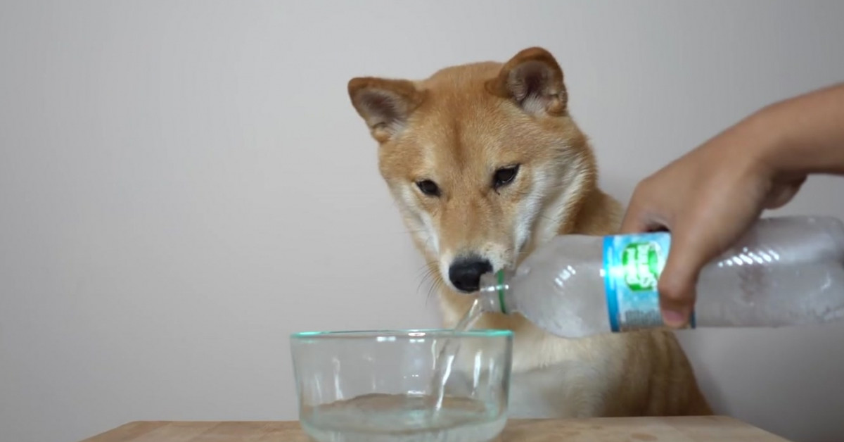What happens when a dog tries seltzer water.