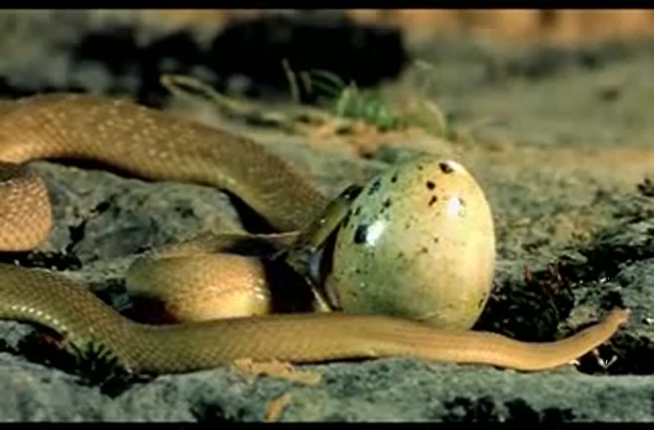Snake eats breakfast. Fascinating video.