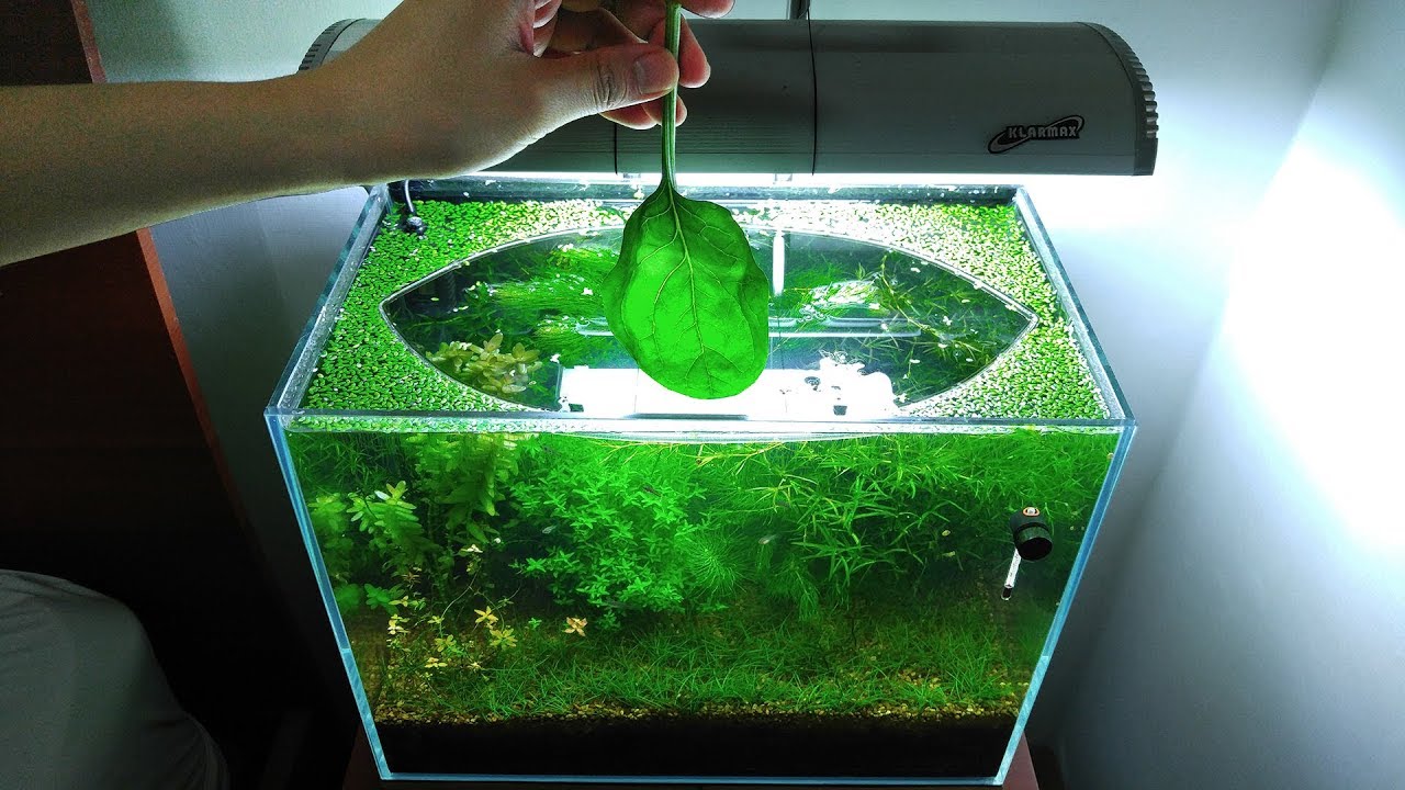 Guy builds a live ecosystem in his fish tank... here it is seven months