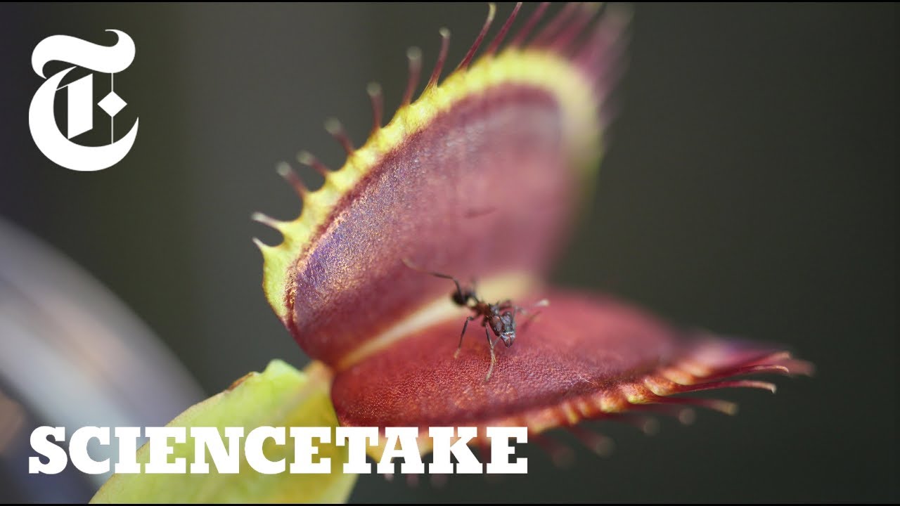 How Venus Flytraps know when it's time to bite down