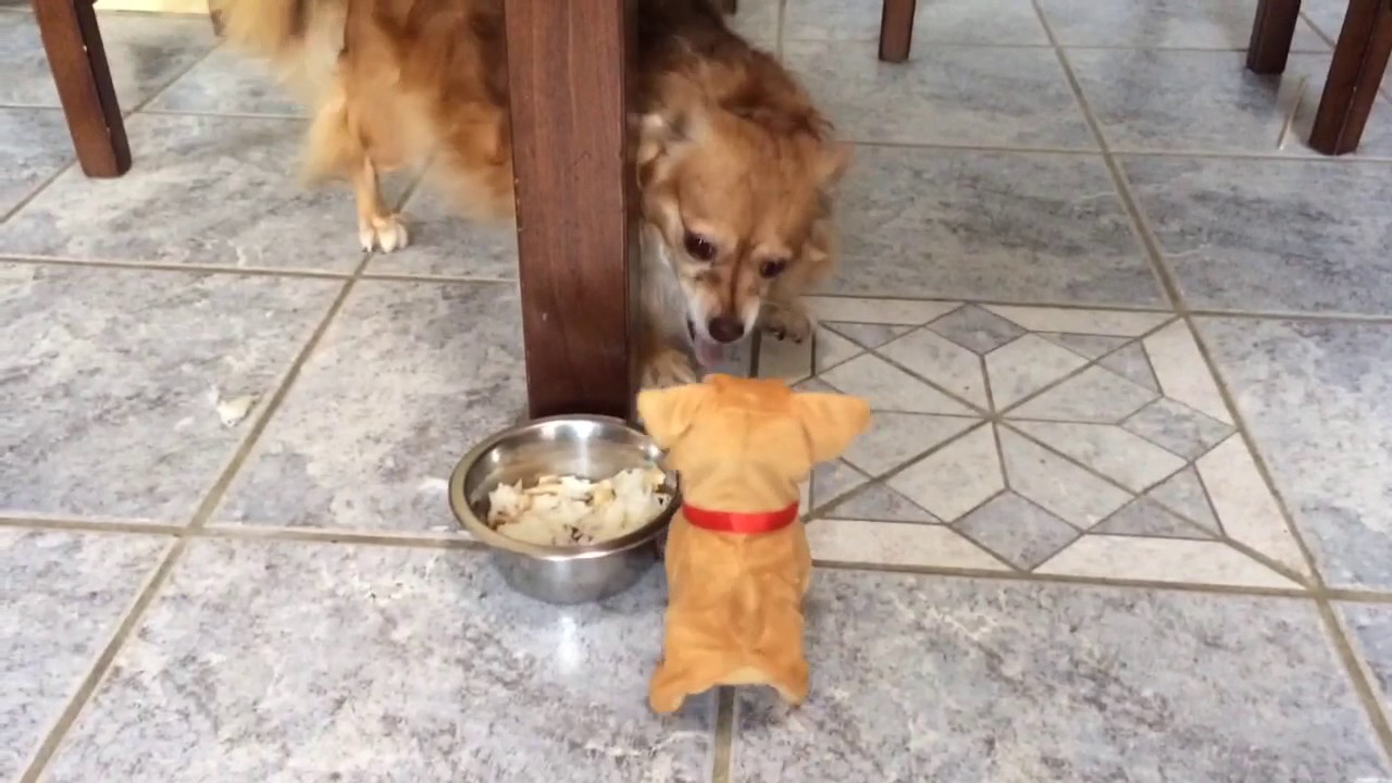 Dog doesn't like toy puppy