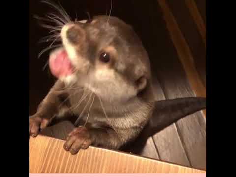 otter audio recording otter audio recording