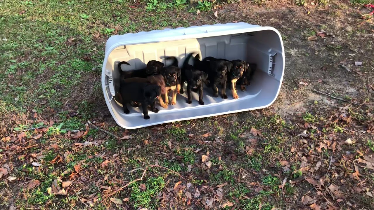 Puppies glimpse grass for first time.