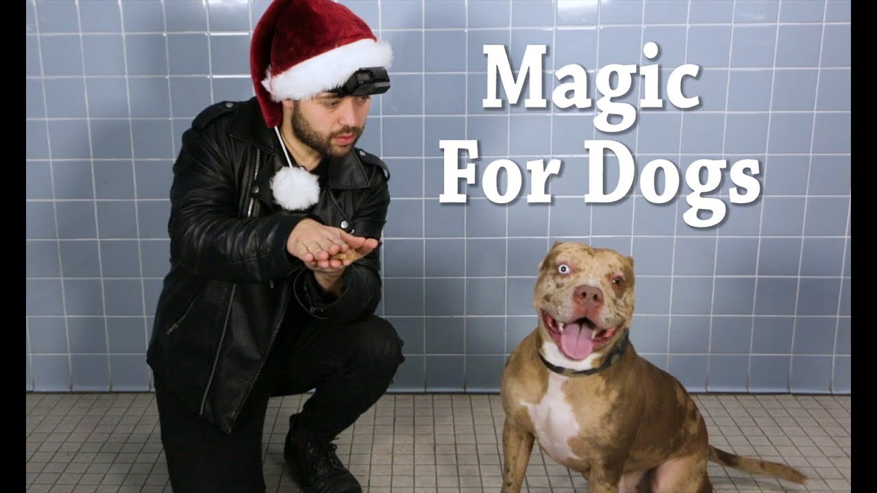 Aminal shelter performs magic for dogs to show off their personalities