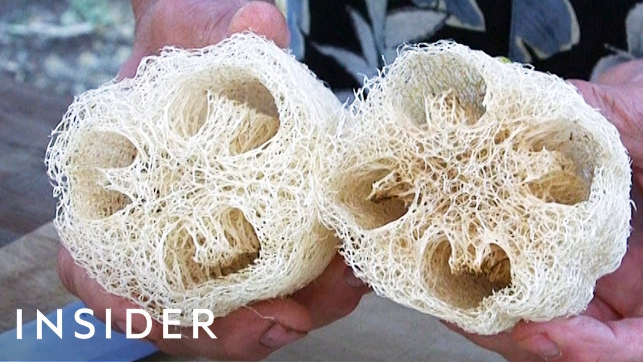 How luffa sponges are made