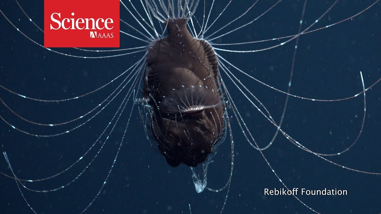 First footage of deep-sea anglerfish pair
