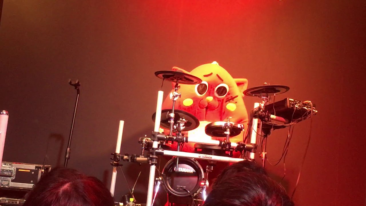 The cat drummer strikes again