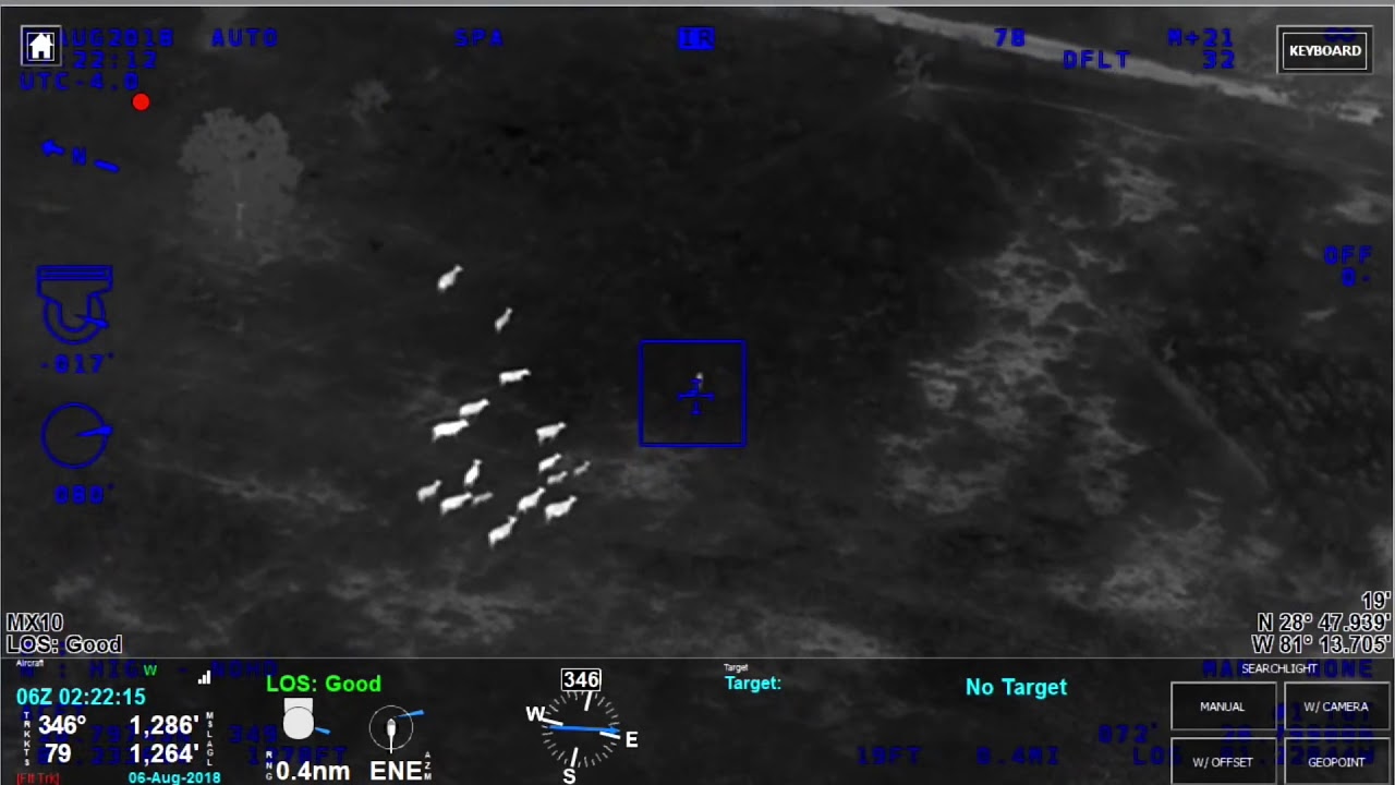 Cows chase suspect into custody