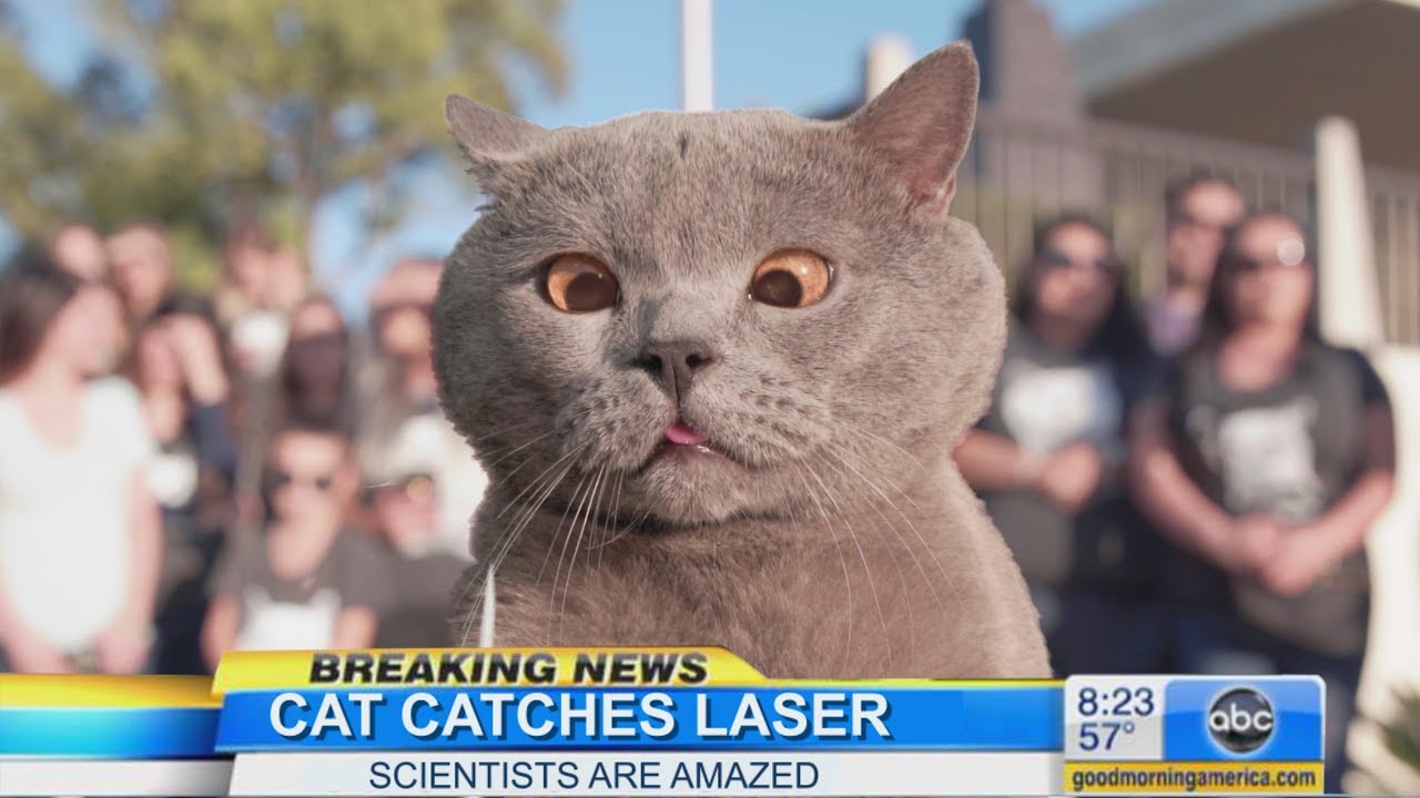 The cat who caught the laser