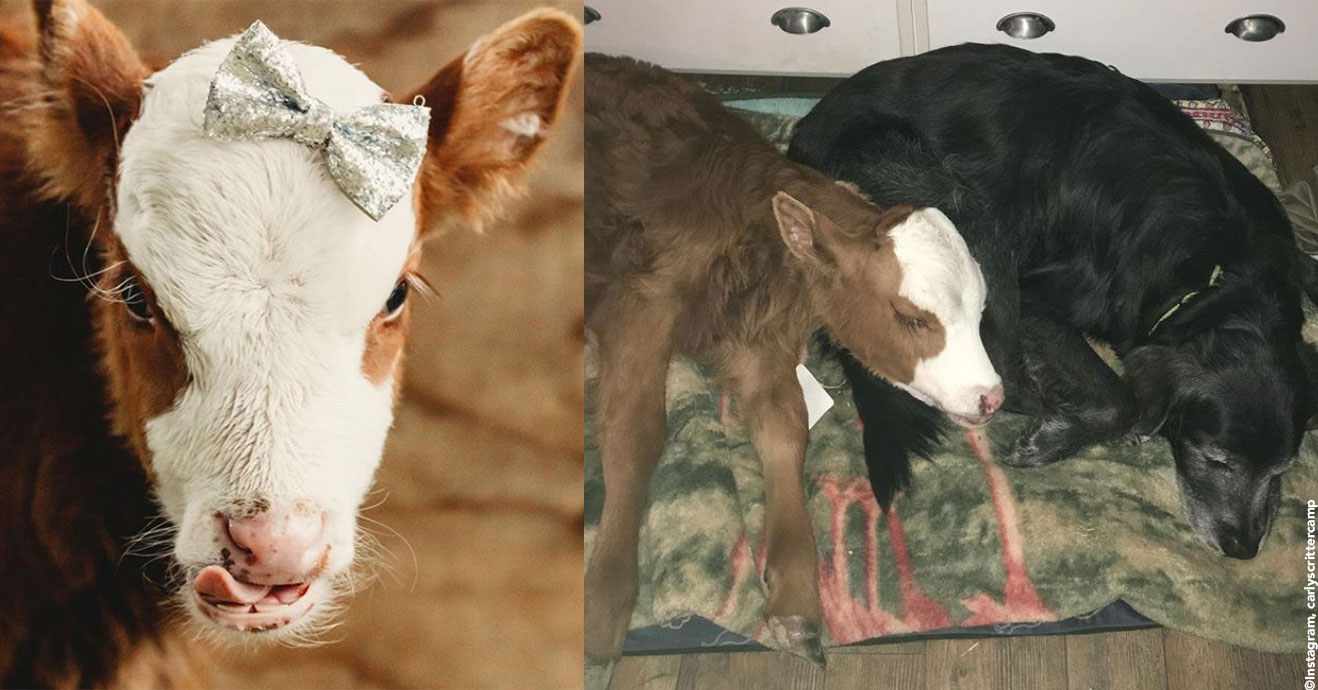 Heart-Melting Rescued Baby Cow Loves to Sleep in Dog Beds