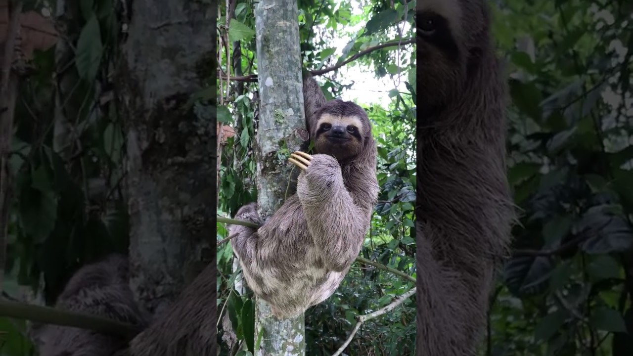 Man helps sloth cross the road, sloth waves goodbye