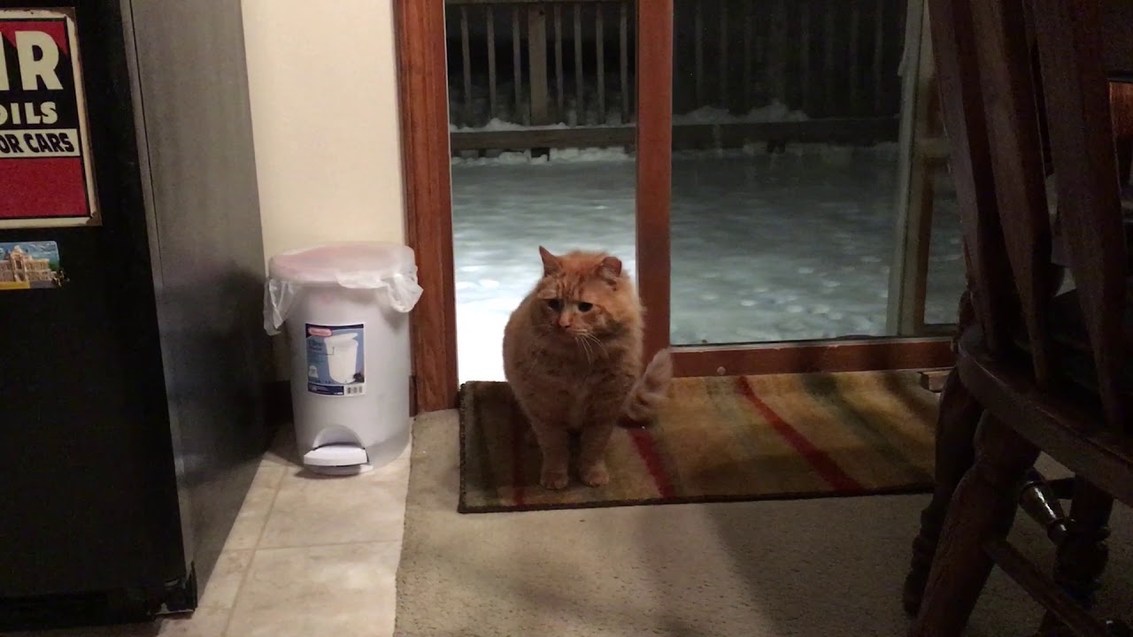 Abandoned cat finally gets to step inside.