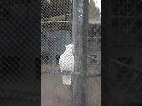 We can't stop watching this bird rock out