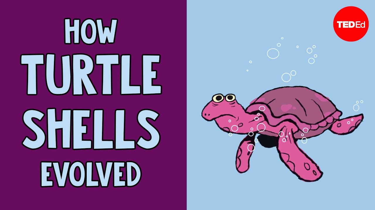 How turtle shells have evolved