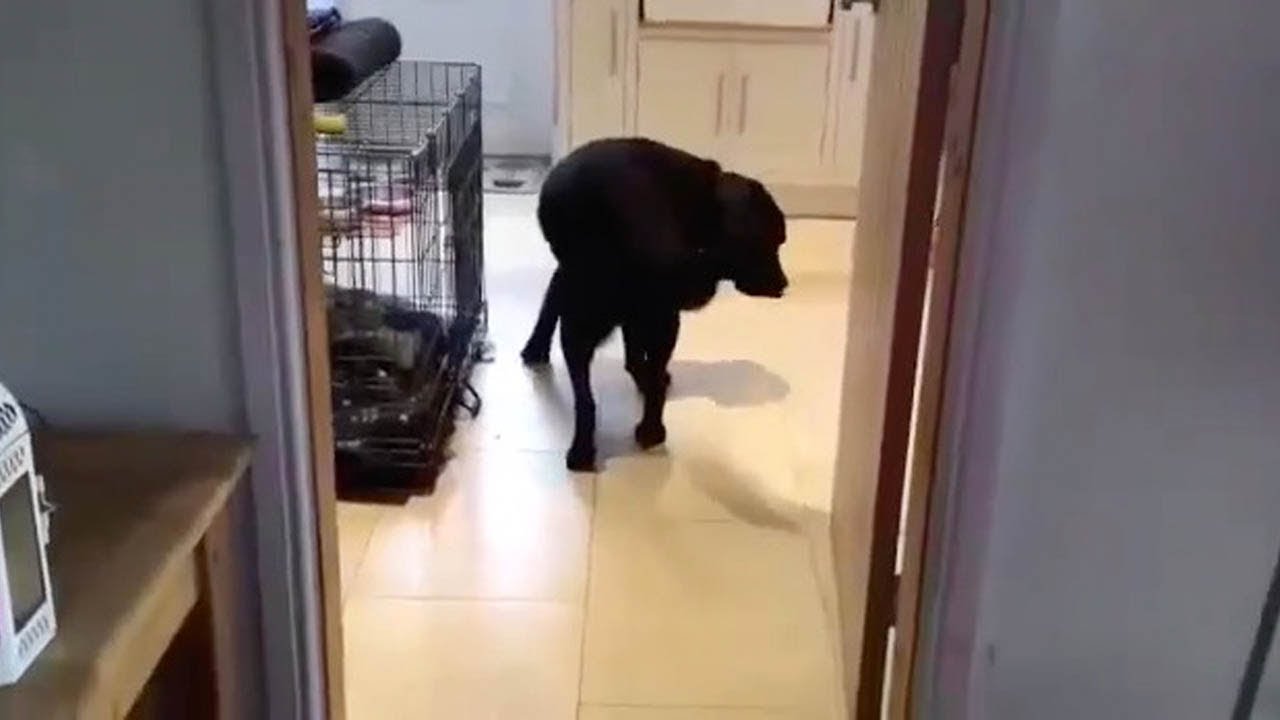 Dog only walks backwards through doors