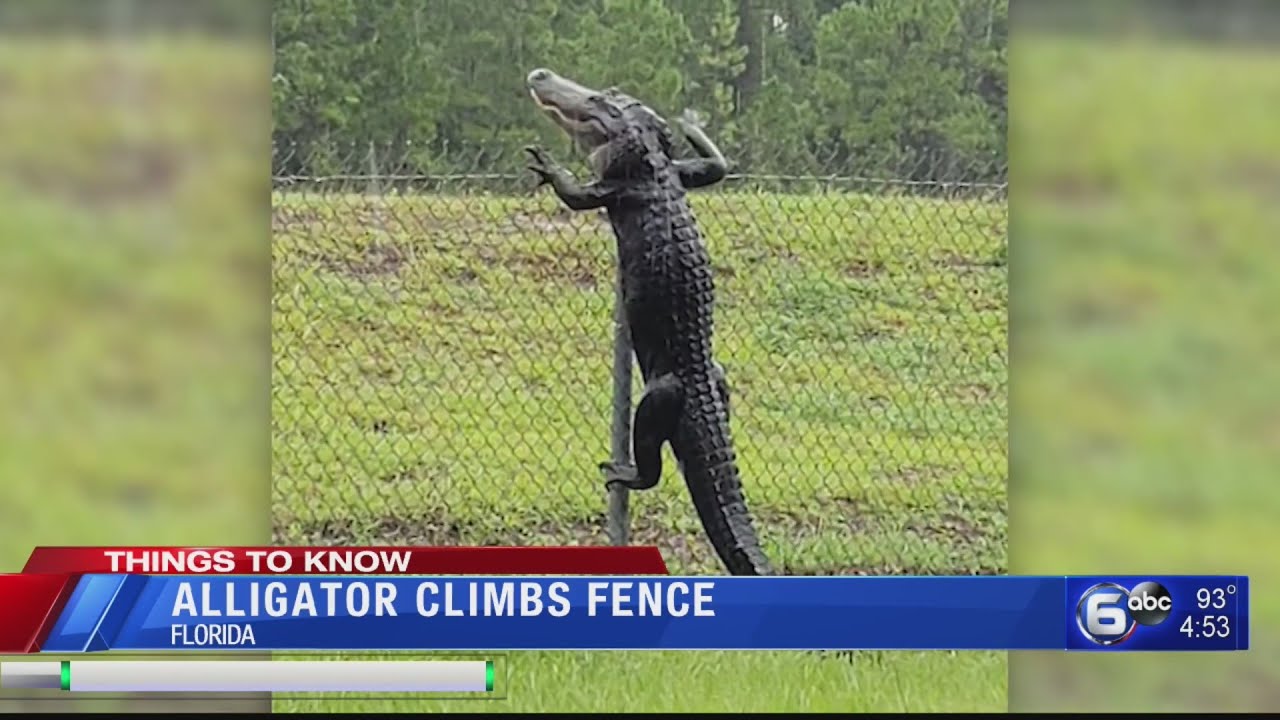 Motorist catches alligator successfully scaling a fence