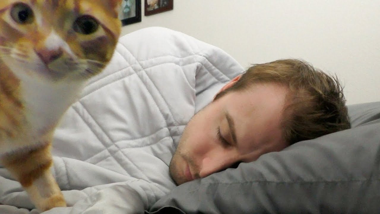 Why cats love to sleep with their humans