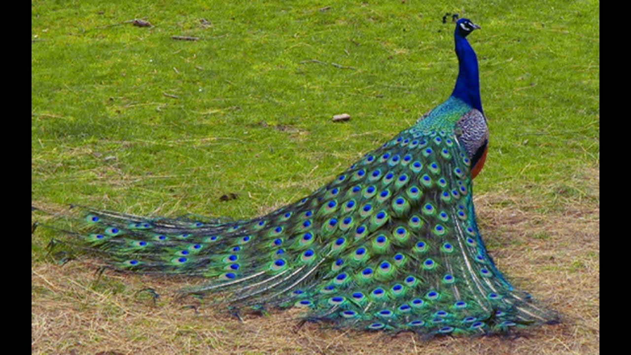 Beautiful peacock showing off