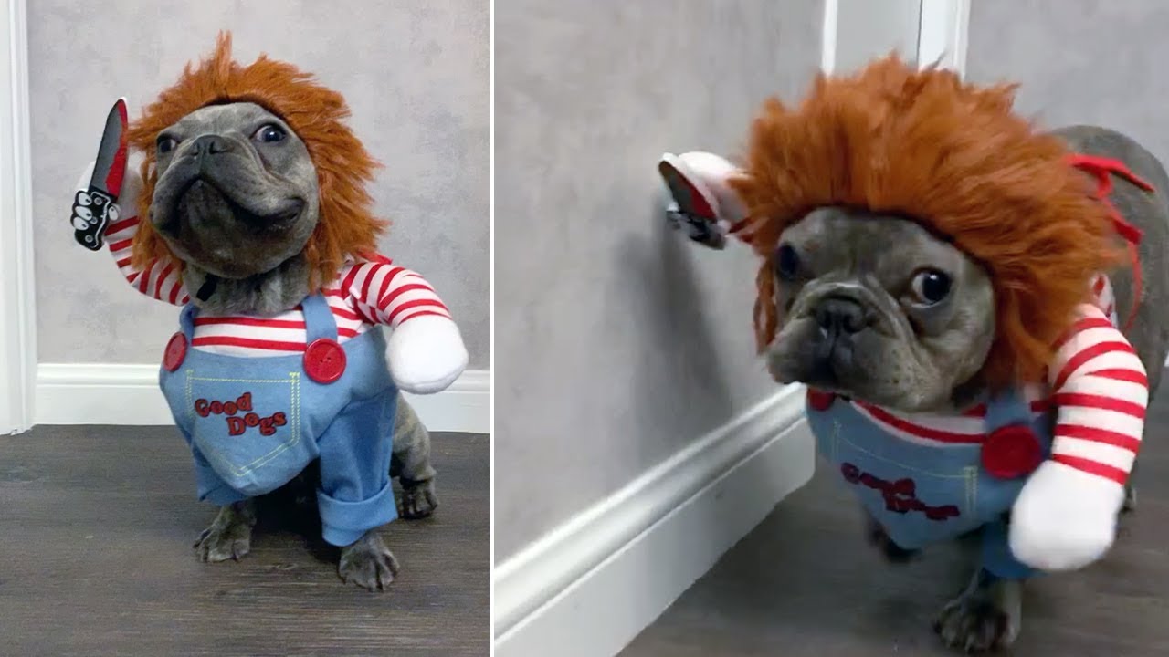 Bulldog "killing" it in Chucky costume