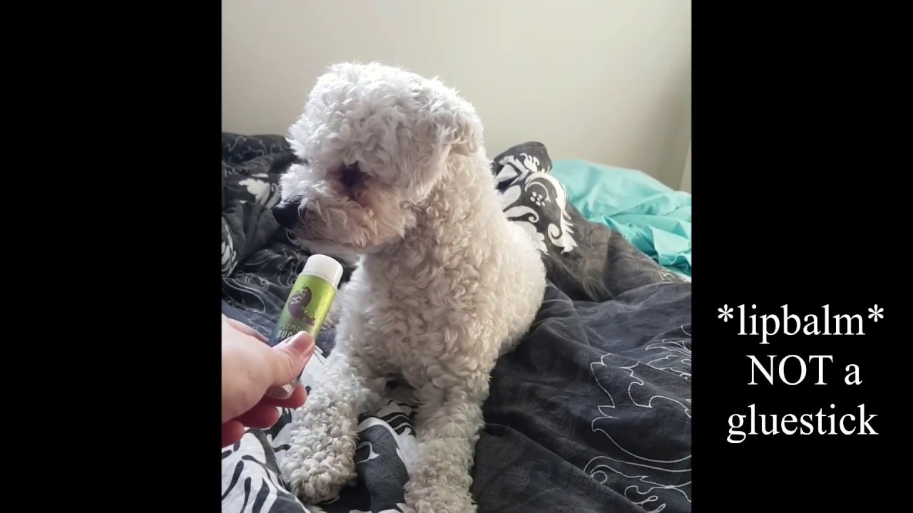 Dog's odd reaction to lip balm