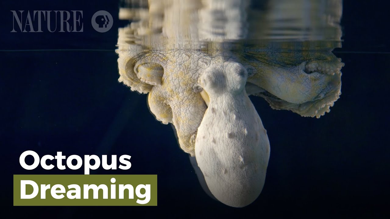 giant mood changing octopus