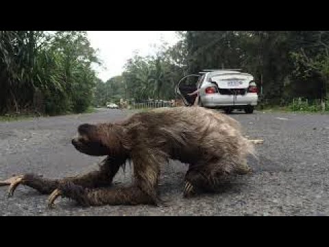How does a sloth cross the road?