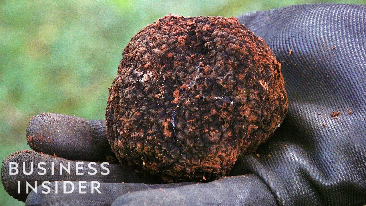 Why are real truffles so expensive?