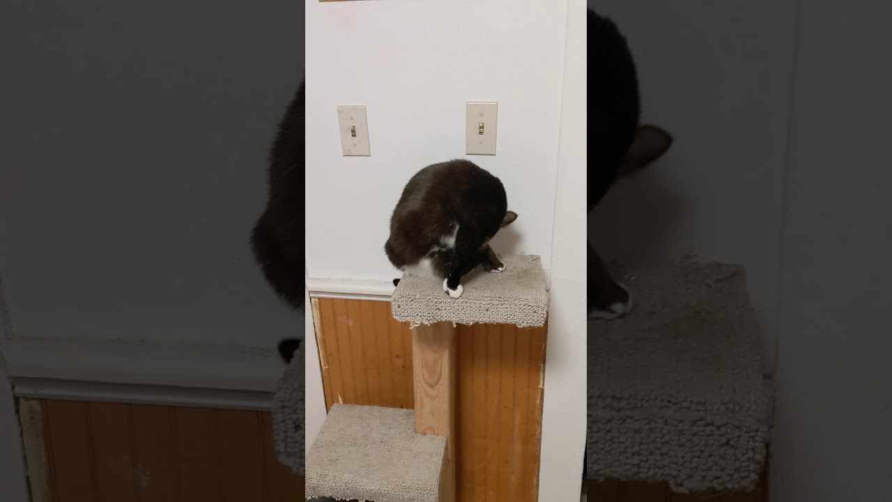 Surely this cat will protect the egg