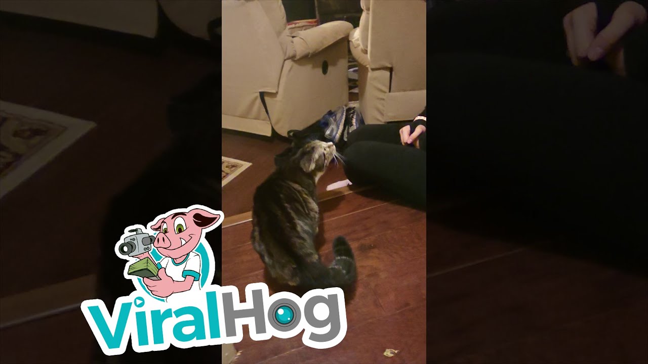 Kitty scared of cat ears in costume.