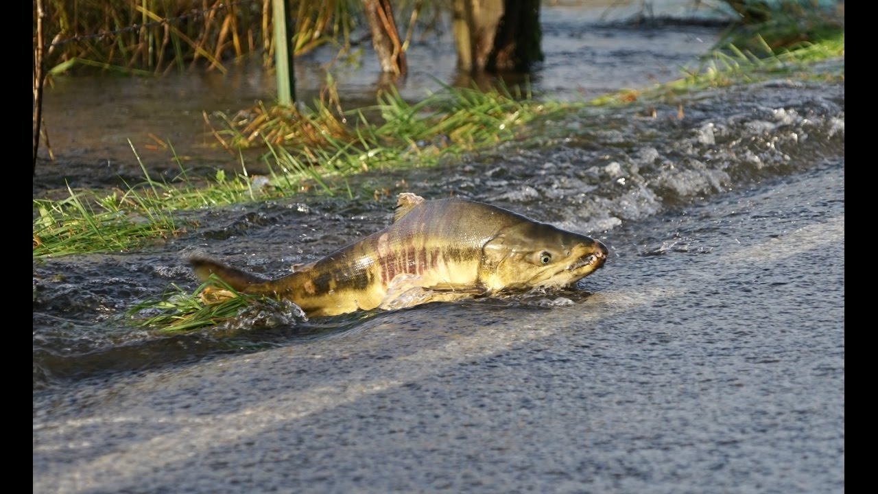 How (literally) do salmon cross the road?