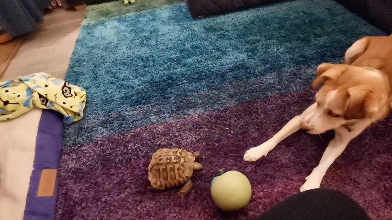 Pup Tries To Get Tortoise To Play