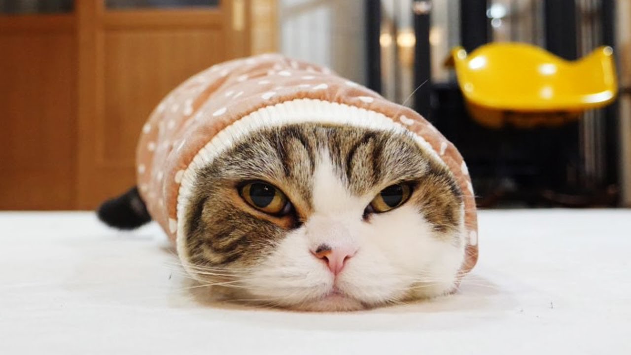 Cozy cat in a sleeve