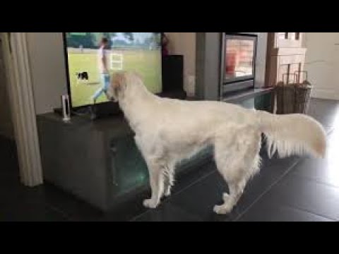 Golden Retriever desperately wants to play with dog on TV