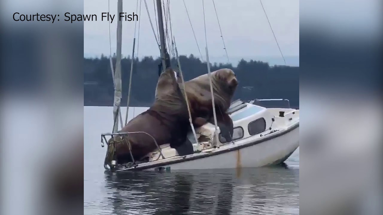huge sea lions take over boat in olympia